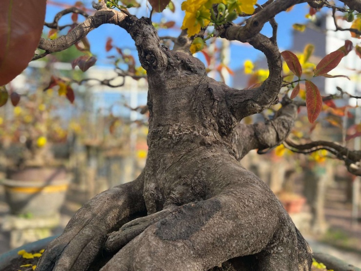 Cây mai vàng là cây cổ thụ hoành tráng có hình dạng chân một con thú rừng với tuổi đời hơn 90 tuổi, đang được ông Tuấn,&nbsp;thôn Thanh Liêm, xã Nhơn An, thị xã An Nhơn, tỉnh Bình Định trước đây), nay thuộc tỉnh Gia Lai rao giá 1 tỷ đồng.