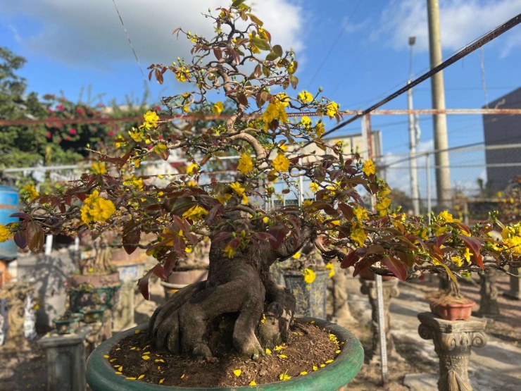 Cây mai vàng cánh kép là một cây cổ thụ có dáng thế độc đáo, thu hút người xem.