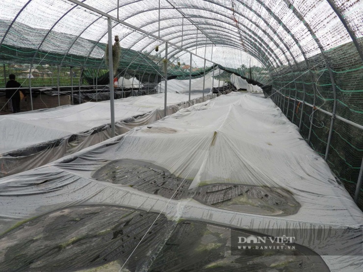Trang trại nuôi tép cảnh của anh Nguyễn Văn Linh, trú tại khu 5, phường Hoành Bồ, TP Hạ Long, tỉnh Quảng Ninh được đầu tư bài bản với hệ thống bạt che, tránh rét cho vật nuôi. Ảnh Quang Sơn