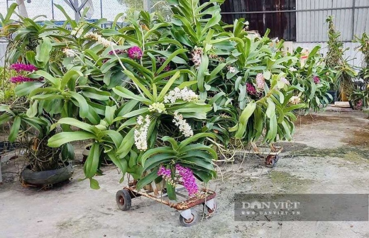 Mô hình trồng lan nghệ thuật của ông Nhựt chính là lời giải cho bài toán kinh tế nông nghiệp bền vững, giúp người nông dân làm giàu trên những mảnh đất nhỏ. Ảnh: Vân Nguyễn