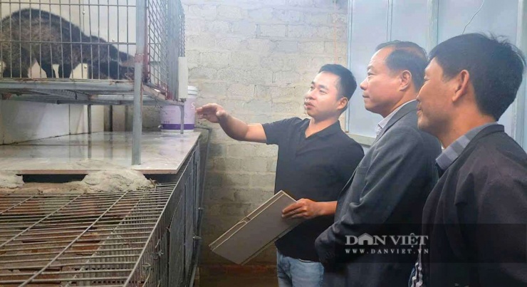 Mô hình nuôi&nbsp;chồn hương&nbsp;của anh&nbsp;Nguyễn Hữu Quân&nbsp;(SN 1999) tại thôn&nbsp;Đông Đoài, Hà Tĩnh đang mang lại hiệu quả kinh tế cao. Ảnh: PV