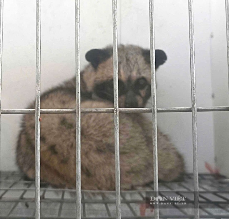 Chồn hương sinh sản 2-3 lứa/năm, mỗi lứa từ 2-5 con, giúp chủ hộ nhanh chóng nhân đàn hoặc bán giống. Ảnh: PV