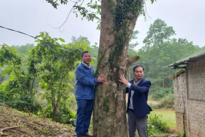 Giữ 'trầm tổ' tiền tỷ giữa miền sơn cước