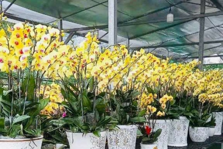 Ông nông dân Sài Gòn mê hoa lan như điếu đổ, vườn đẹp như phim có gần 40 chủng loại, thu tiền tỷ "rủng rỉnh"