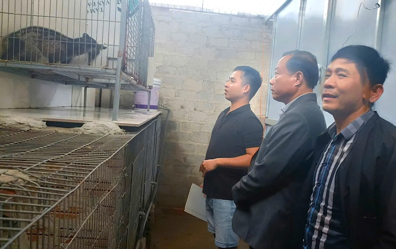Theo anh Nguyễn Hữu Quân, chuồng trại là yếu tố quan trọng nhất để chồn hương phát triển khỏe mạnh và không bị dịch bệnh. Ảnh: PV