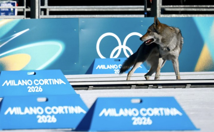 Chú chó khiến một số vận động viên lo ngại về vấn đề an toàn. (Nguồn: Telegraph)