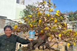 Việt Nam hiếm thấy, cây cổ thụ là cây mai vàng "ngũ long phục hổ" hơn 90 tuổi, giá 1 tỷ ở Bình Định, nay là tỉnh Gia Lai