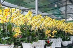 Ông nông dân Sài Gòn mê hoa lan như điếu đổ, vườn đẹp như phim có gần 40 chủng loại, thu tiền tỷ "rủng rỉnh"