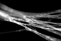 Vì sao tơ nhện chắc hơn thép?