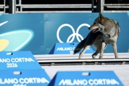 Chó lai sói vượt rào lao theo VĐV, chạy thẳng về đích tại Thế vận hội Mùa đông