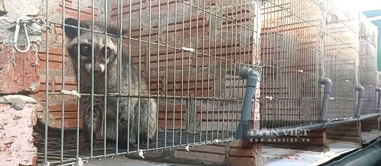 Theo anh Nguyễn Hữu Quân, chuồng trại là yếu tố quan trọng nhất để chồn hương phát triển khỏe mạnh và không bị dịch bệnh. Ảnh: PV