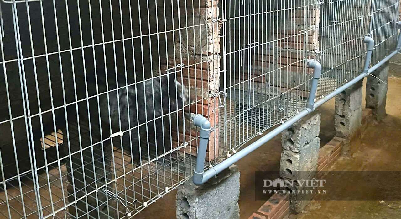 Theo anh Nguyễn Hữu Quân, mô hình nuôi chồn hương được đánh giá cao nhờ đặc tính&nbsp;ít dịch bệnh, dễ chăm sóc và mang lại giá trị kinh tế vượt trội so với chăn nuôi truyền thống. Ảnh: PV