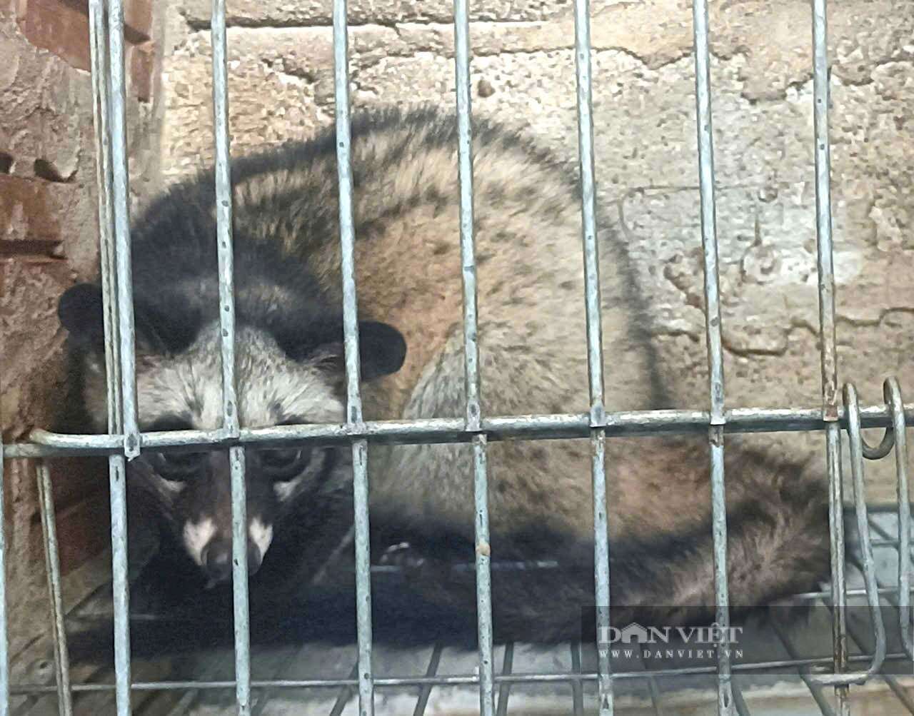 Theo anh Nguyễn Hữu Quân, mô hình nuôi chồn hương được đánh giá cao nhờ đặc tính&nbsp;ít dịch bệnh, dễ chăm sóc và mang lại giá trị kinh tế vượt trội so với chăn nuôi truyền thống. Ảnh: PV