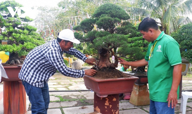 Nghệ nhân chăm cây tại Bảo tàng Bonsai Sa Đéc