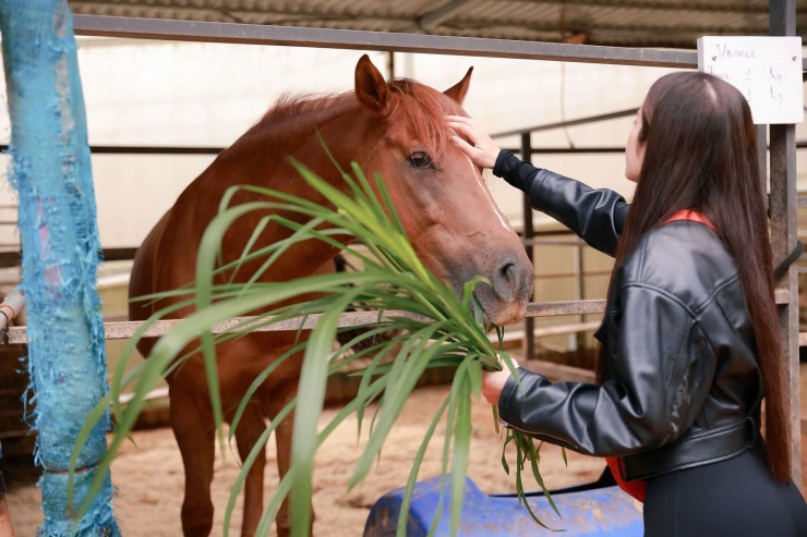 Du khách tham quan, trải nghiệm các dịch vụ liên quan đến ngựa trong nông trại An Hy của anh Tuấn. Ảnh: Thanh Tuấn.