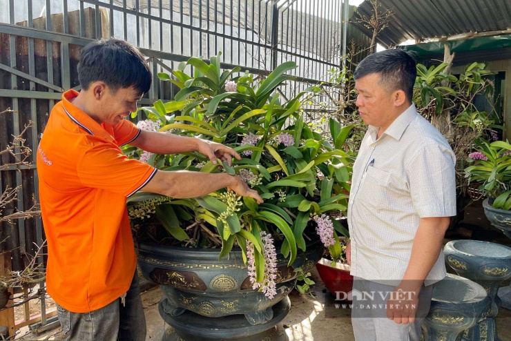 Một chậu lan rừng Nghinh Xuân dáng đẹp, lá dày, thân khỏe được ghép nhiều thân với khoảng hơn 100 cành hoa tại&nbsp;vườn lan rừng của anh Nguyễn Hải Hoàng ở&nbsp;ở phường Thành Nhất, tỉnh Đắk Lắk. Ảnh Công Nam