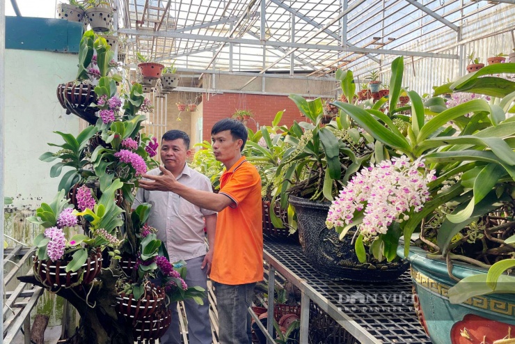 Ngoài lan rừng Nghinh Xuân, nhà vườn ở Đắk Lắk còn nhập thêm dòng Nghinh Xuân Thái Lan về trồng thêm 3-4 năm để thuần hóa, góp phần đa dạng chủng loại và đáp ứng nhu cầu của người chơi lan.&nbsp;Ảnh Công Nam