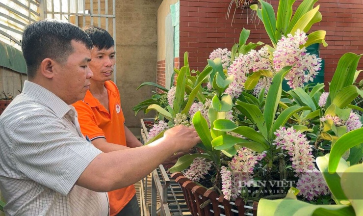 Ông Trần Thế Tân, Phó Chủ tịch Hội Nông dân phường Thành Nhất, tỉnh Đắk Lắk tham quan mô hình trồng lan rừng Nghinh Xuân.&nbsp;Ảnh Công Nam
