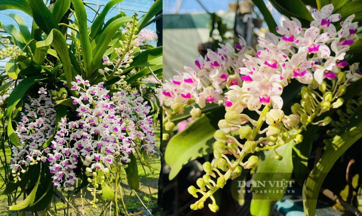 Những chậu lan rừng Nghinh Xuân sẵn sàng xuất vườn phục vụ thị trường hoa Tết Nguyên đán ở Đắk Lắk.&nbsp;Ảnh Công Nam