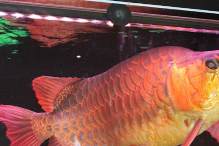 13 người nghi ngộ độc sau khi ăn trứng cá Rồng, Bộ Y tế vào cuộc