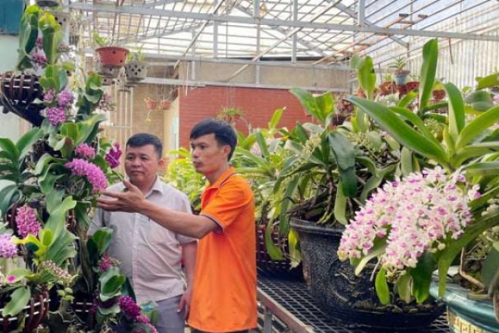 Loại hoa lan rừng Nghinh Xuân năm nay ở Đắk Lắk hễ xách giỏ nào đẹp ra là bán hết ngay giỏ đó, bông tuôn như suối