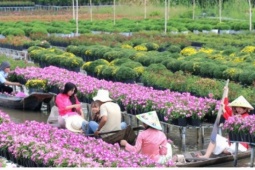 Đầu xuân về Sa Đéc cảm nhận tình đất, tình người