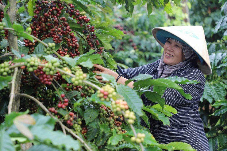 Cây cà phê giúp nhiều người dân ở Tây Nguyên nói chung, dân làng Quảng Hòa nói riêng có thu nhập cao. Ảnh: Nguyễn Long
