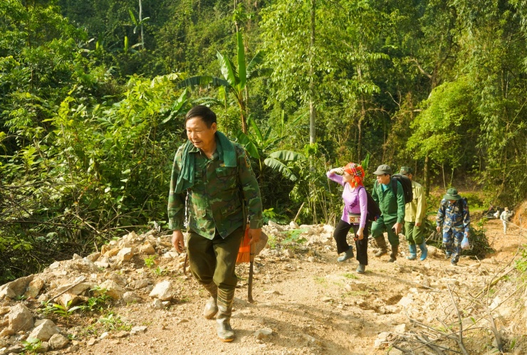 Đoàn người do ông Thụy dẫn đoàn thường xuyên vào thăm chè cổ thụ.