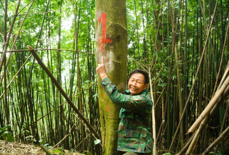 Ảnh ông Thụy chụp cùng một gốc chè núi bóng.