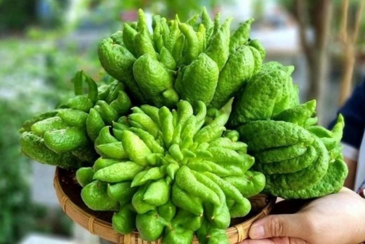 Phật thủ được ví như vị thuốc quý cho sức khỏe. (Ảnh minh họa: Thanh Niên)
