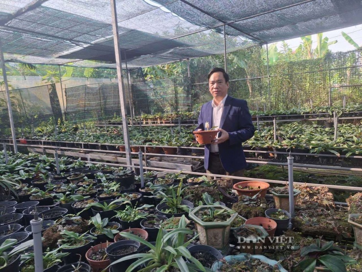Những dòng lan rừng quý được anh Lê Văn Huy khu dân cư Bắc Vang, phường Thuỷ Nguyên, TP Hải Phòng sưu tầm và nhân giống tại gia đình. Ảnh: Thu Thuỷ