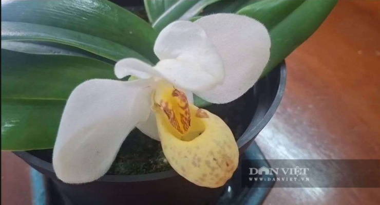 Trồng thứ cây gì mà "cả thế giới" săn lùng, trai Hải Phòng biến thú vui thành nghề tiền tỷ - 2