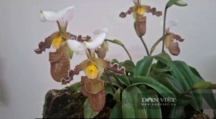 Cận cảnh những cây hoa lan rừng đặc biệt trong vườn lan của gia đình anh Lê Văn Huy khu dân cư Bắc Vang, phường Thuỷ Nguyên, TP Hải Phòng. Ảnh: Thu Thuỷ