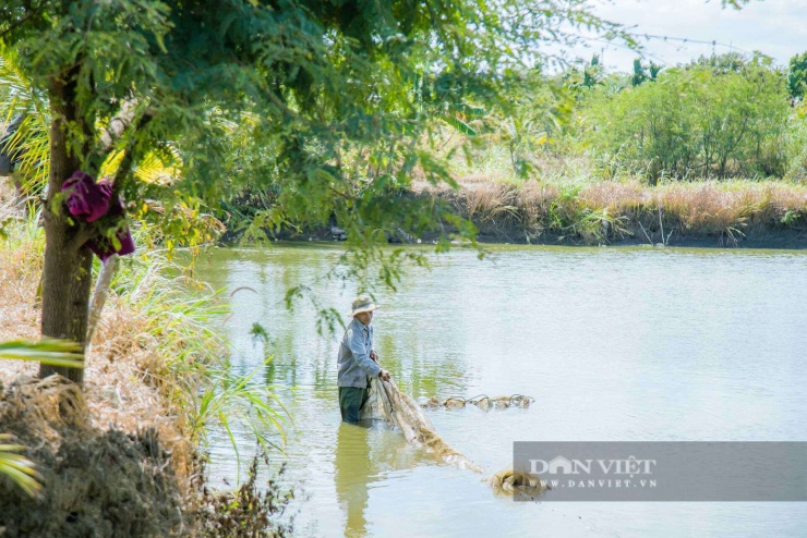 Ông Lê Văn Cương, xã Hòa Phú, Đắk Lắk, gắn bó với nghề nuôi cá lăng đuôi đỏ hơn 20 năm.