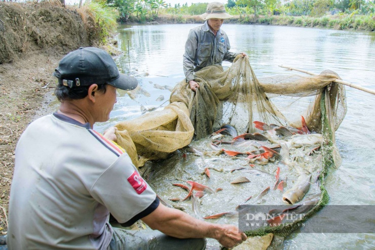 Cá lăng đuôi đỏ sông Sêrêpốk được nuôi thương phẩm, mang lại thu nhập cao cho nông dân Đắk Lắk. 