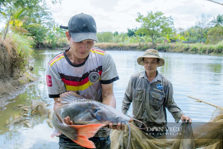 Ao nuôi cá lăng đuôi đỏ tại xã Hòa Phú cho thu hoạch quanh năm, cao điểm vào dịp Tết Nguyên đán. Loài cá được mệnh danh là "thủy quái" này không chỉ nổi bật bởi kích thước khổng lồ, nhiều con cá lăng đuôi đỏ có thể nặng hơn 100 kg, mà còn bởi giá trị dinh dưỡng cao và thịt ngon đặc trưng.