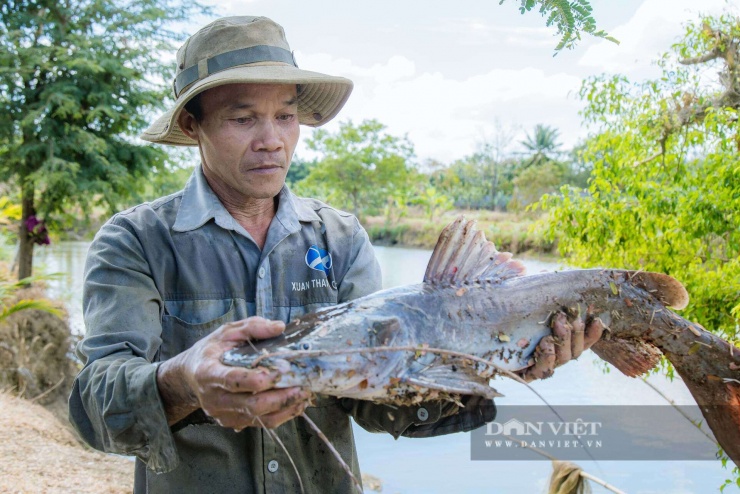 Nuôi cá lăng đuôi đỏ được đánh giá là hướng đi hiệu quả trong phát triển thủy sản xã Hòa Phú, tỉnh Đắk Lắk. 