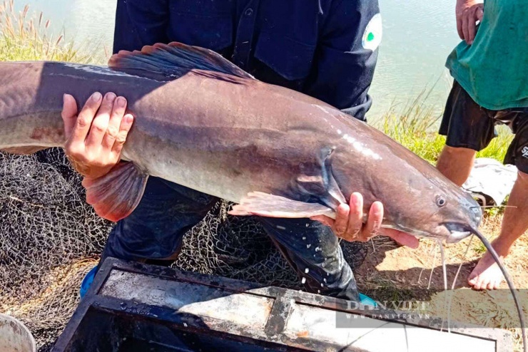 Những con cá lăng đuôi đỏ trọng lượng lớn được thương lái săn tìm để làm quà biếu dịp Tết Nguyên đán. Con cá lăng trong hình có trọng lượng 15kg và có giá 500.000 đồng/kg.