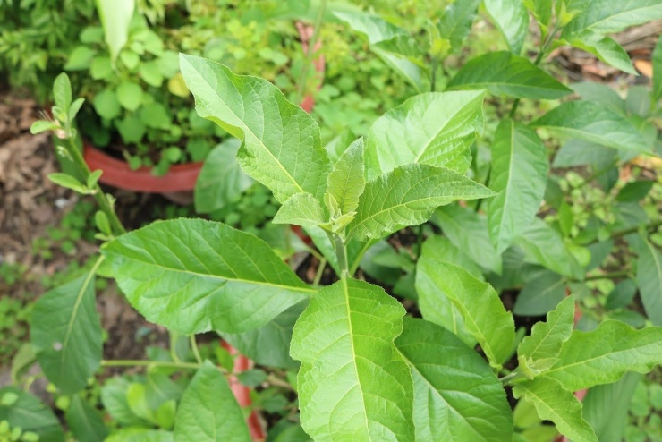 Cây lá đắng. Ảnh: Viện Y Dược học Dân tộc TPHCM