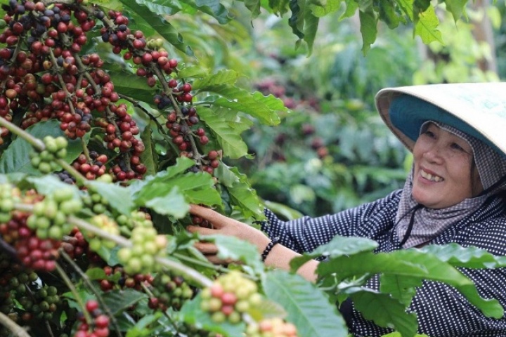 Làng “tỷ phú” giữa lòng cao nguyên