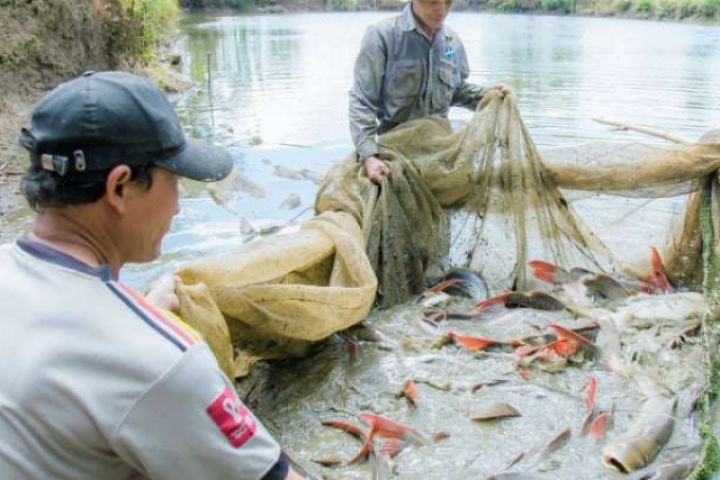 Thuần phục loài “thủy quái” của sông Sêrêpốk, có con nặng tới hơn 100kg, bắt lên đến đâu khách lấy đến đó