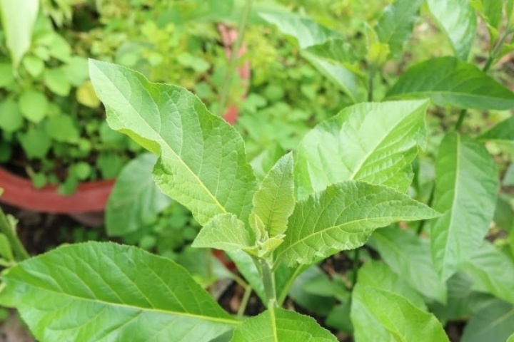 Loại lá nhiều người ăn để tránh say rượu