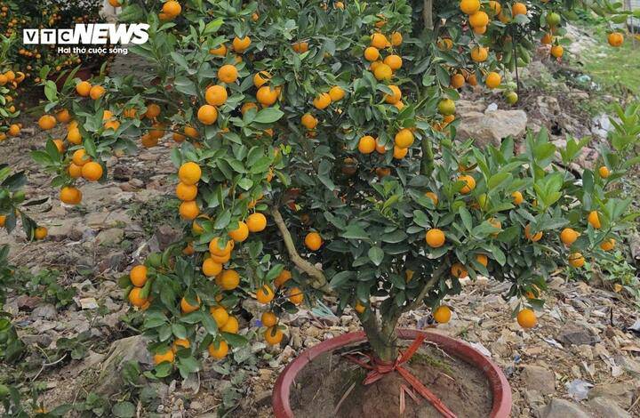 Quả quất cảnh chưng Tết có hình thức bắt mắt nhưng tiềm ẩn nguy cơ tồn dư hóa chất. (Ảnh: Như Loan)