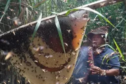 Du khách mê trải nghiệm ăn ong giữa rừng Cà Mau