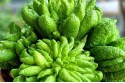 Việt Nam có vị thuốc quý, nhiều người nghĩ không ăn được, chỉ để trưng ngày Tết