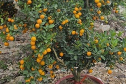 Quả quất cảnh chưng Tết có nên đem làm gia vị, pha nước uống?