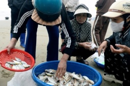 Loài cá thân mềm giá tới 1 triệu đồng/kg 'cháy hàng'