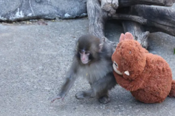 Dân mạng xót xa chú khỉ con phải chơi gấu bông vì bị bầy đàn bắt nạt