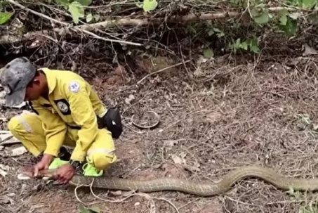 Clip: Tóm sống rắn hổ mang chúa dài 4,9 mét, nặng 10kg bất ngờ lù lù bò ra từ lòng đất khi đang san lấp nhà