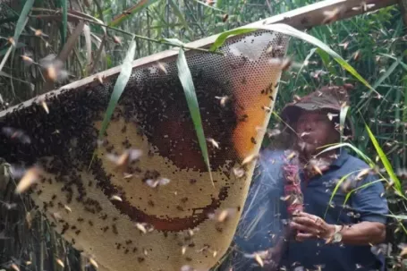 Du khách mê trải nghiệm ăn ong giữa rừng Cà Mau